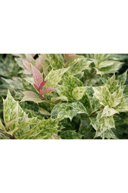 Османтус Гошікі молоде листя